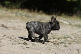 BOULEDOGUE FRANCAIS 161